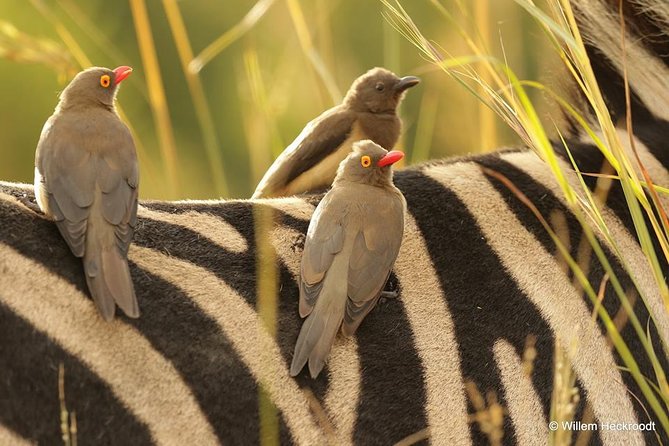 2-Days Pilanesberg best chance to view "Big 5" with private extended safari - Entering Pilanesberg National Park