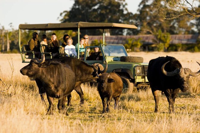 2-Hour Game Drive at the Plettenberg Bay Game Reserve - Key points to know before you book