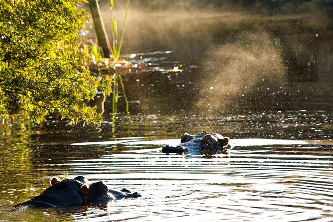 2-Hour Game Drive at the Plettenberg Bay Game Reserve - A compact safari stop on the Garden Route