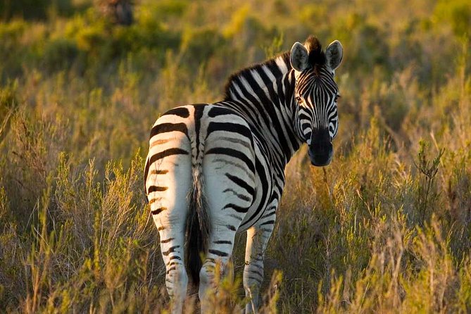 2-Hour Game Drive at the Plettenberg Bay Game Reserve - Two hours in an open safari vehicle