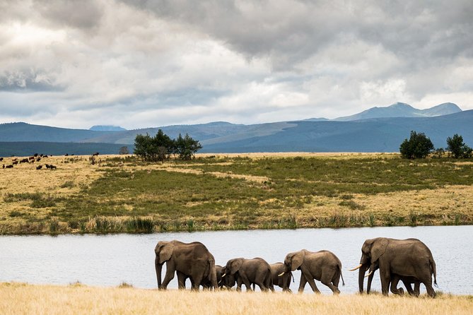 2-Hour Game Drive at the Plettenberg Bay Game Reserve - The reserve’s current Big Five picture