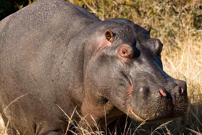 2-Hour Game Drive at the Plettenberg Bay Game Reserve - Is $57.24 good value for two hours?