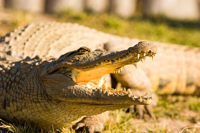 2-Hour Game Drive at the Plettenberg Bay Game Reserve - The practical drawbacks that matter most