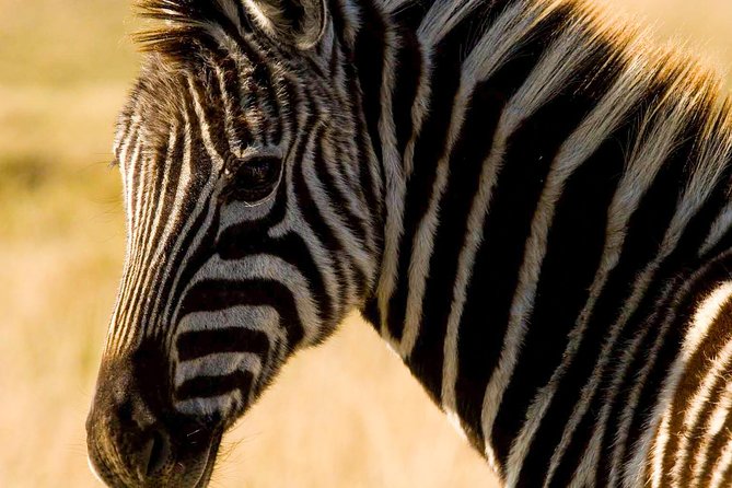 2-Hour Game Drive at the Plettenberg Bay Game Reserve - Who will enjoy this game drive most?