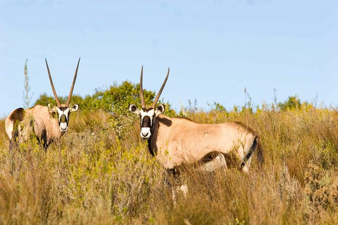 2-Hour Game Drive at the Plettenberg Bay Game Reserve - What happens at the Plettenberg Bay meeting point