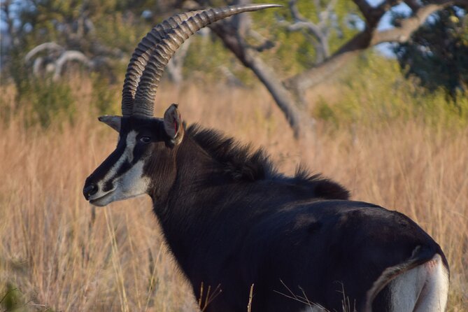 2-Hour Horseback Safari in Hartbeespoort - Is this suitable for beginners and families?