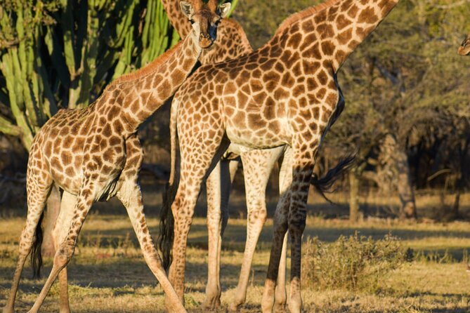2-Hour Horseback Safari in Hartbeespoort - The first hour, a quiet wildlife ride
