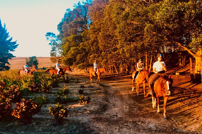 2 Hour Vineyard Trail Ride - Table Mountain views, birds, and possible deer