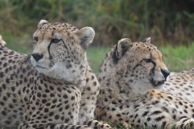 2 Night Tenikwa Experience - Breakfast and Check-Out on Day Three