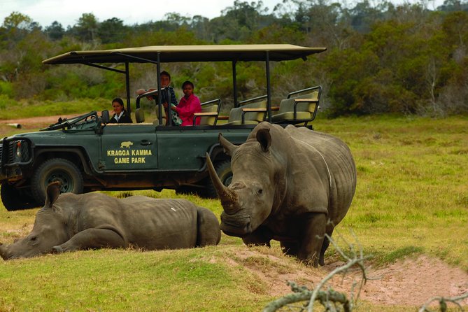 2hr Guided Game Drive at 10h00; Kragga Kamma Game Park Ticket - What the two-hour Kragga Kamma drive is really like