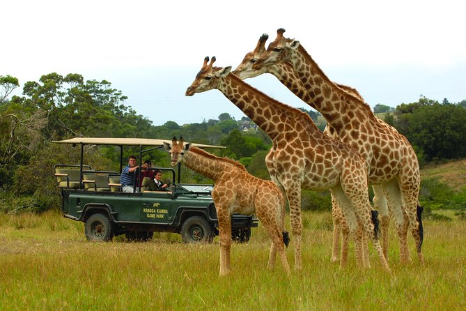 2hr Guided Game Drive at 10h00; Kragga Kamma Game Park Ticket - Open vehicles and close views