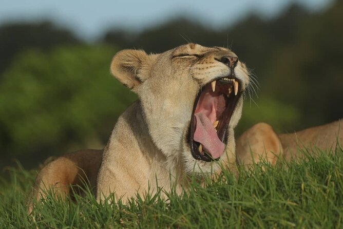 2hr Guided Game Drive at 10h00; Kragga Kamma Game Park Ticket - Why the small size can be an advantage