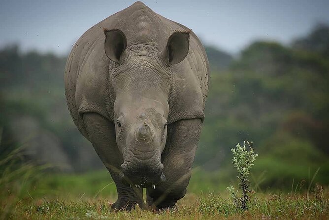 2hr Guided Game Drive at 10h00; Kragga Kamma Game Park Ticket - Food, coffee, and what is not included
