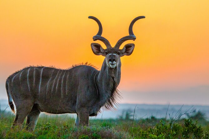 3 Day 2 Night Hluhluwe, St Lucia, Isimangaliso Tour - Day 3: Bush, Dunes, and Cape Vidal