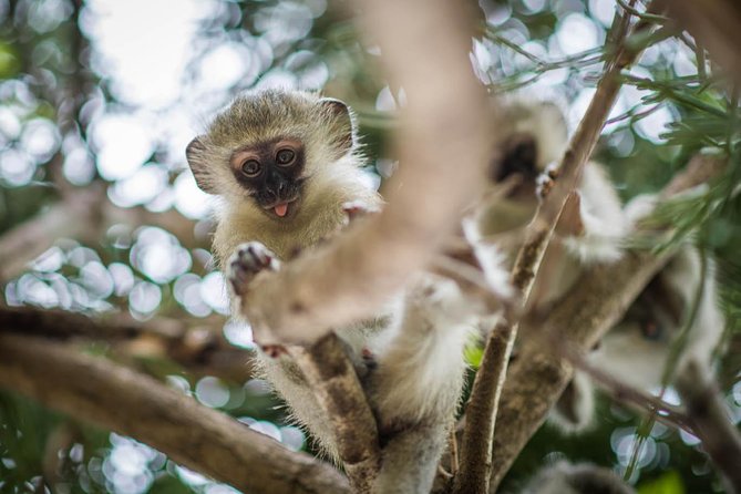 3 Day Classic Kruger National Park Safari - Who will get the most from this safari