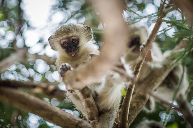 3 Day Classic Kruger National Park Safari - Four hours of sunset wildlife viewing
