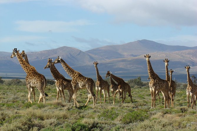 3 Day Garden Route Highlights and Safari with Private Transfers - What this three-day Garden Route trip is really like