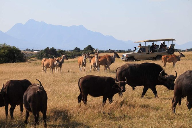 3 Day Garden Route Highlights and Safari with Private Transfers - Canoeing through the Wilderness area