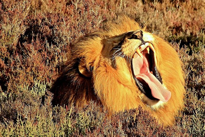 3 Day Garden Route Highlights and Safari with Private Transfers - What the private guide changes