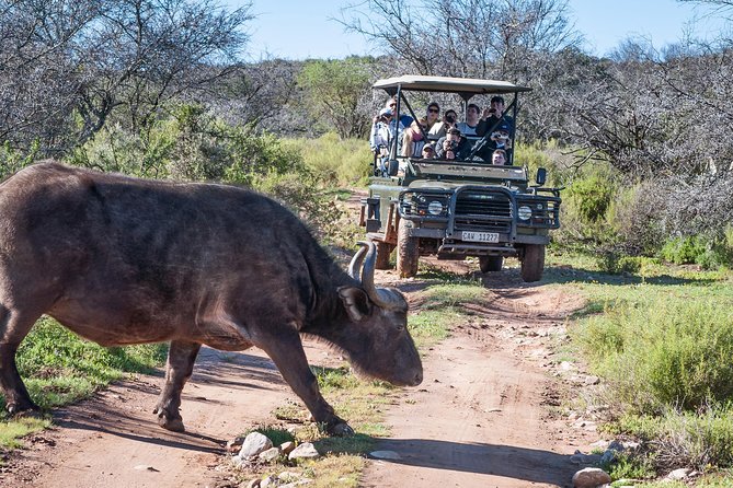 3 Day Garden Route Highlights and Safari with Private Transfers - Day 2: Elephants, coast, forest, and a calm river