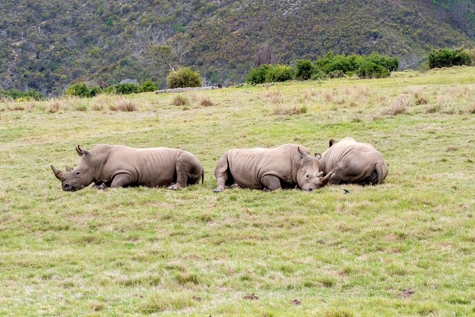 3 Day Garden Route's Best Highlights with Safari from Cape Town - Bloukrans Bridge: watch, jump, or walk