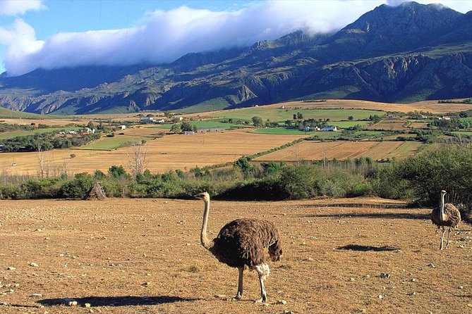 3 Day Garden Route's Best Highlights with Safari from Cape Town - Who should book this Garden Route trip?