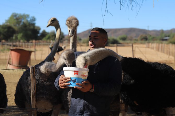 3 Day Garden Route Tour - Garden Route Game Lodge finishes with a proper safari-style outing