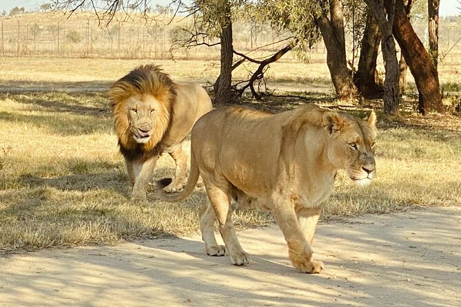3-Day Johannesburg Tour with Pilanesberg National Park Safari - Walking Vilakazi Street in Soweto