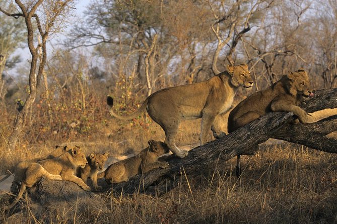 3 Day Kruger National Park and Crocodile River Safari - Key things to know before booking
