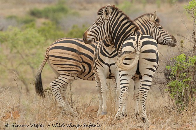 3-Day Kruger National Park Open Vehicle Safari - Day 1: entering Kruger and beginning the search