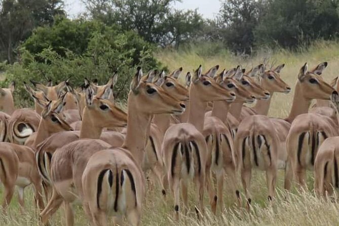 3 Day Kruger National Park Safari & Panorama Route - The lodge matters more than the brochure suggests