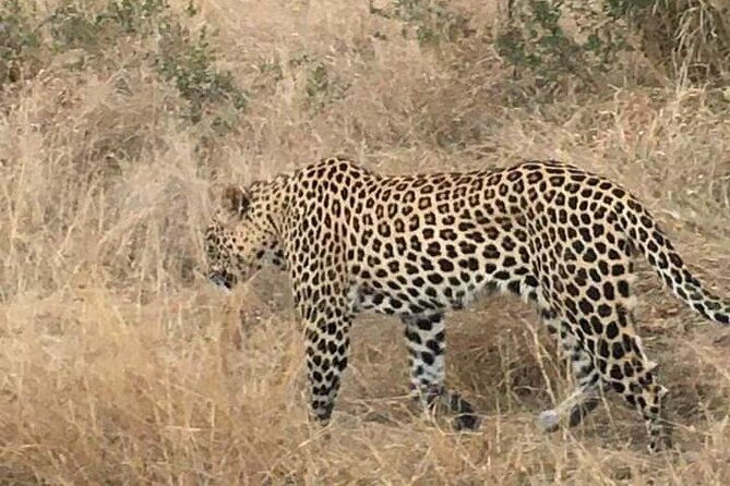 3 Day Kruger National Park Safari & Panorama Route - Guides are a major part of the value