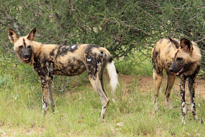 3 Day Kruger National Park Safari & Panorama Route - Private travel, practical comforts, and the tradeoffs