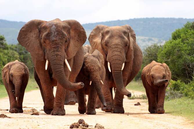 3 Day Kruger Safari with Panorama Tour from Johannesburg - God’s Window and Berlin Falls finish the Panorama Route