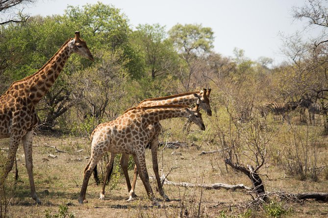 3 Day Lodge/Masango Kruger National Park Safari - Day three: a bush walk and the Three Rondawels