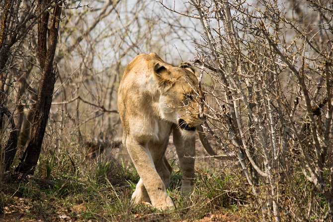 3 Day Lodge/Masango Kruger National Park Safari - What $751.30 buys you