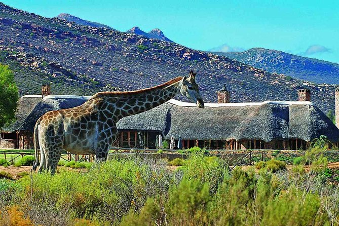 3 Day Luxury Aquila Private Game Reserve - Key points at a glance