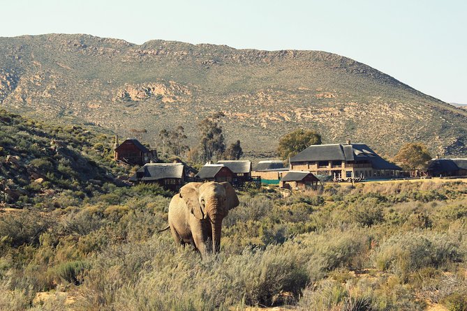 3 Day Luxury Aquila Private Game Reserve - Why Aquila works as a first safari from Cape Town