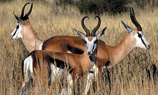 3 Day Luxury Aquila Private Game Reserve - Day two: an early drive and a useful block of free time