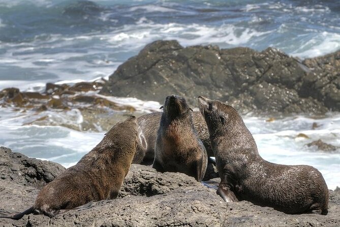 3-Day Private Guided Tour to Cape Town Top Attractions - Day 3: Cape Town history, Robben Island, and Table Mountain