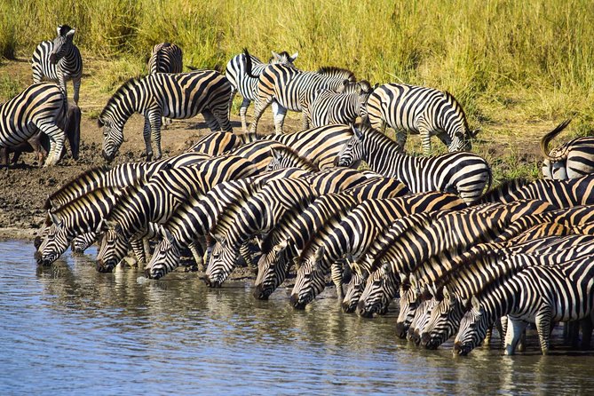 3-Day Tour of Kruger National Park from Skukuza Airport - Day 3: one last drive before the airport