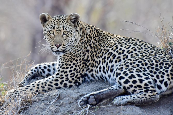 3-Day Tour of Kruger National Park from Skukuza Airport - Lodge nights, meals, and extra costs