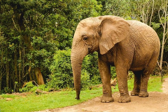 3 Day Wildlife Safari Tour - Garden Route Small Group Tour from Cape Town - Day 3: Oudtshoorn and the Cango Caves