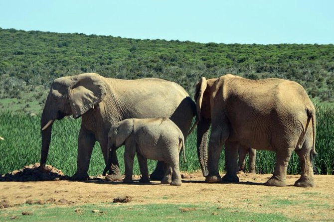 3 Day Wildlife Safari Tour - Garden Route Small Group Tour from Cape Town - What to pack and budget for