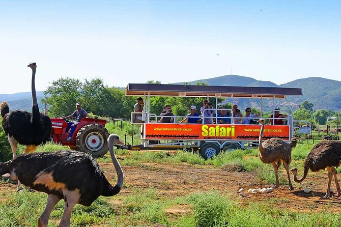 3 Days 2 Nights Garden Route Private Tour from Cape Town - Why Oudtshoorn changes the mood of the tour