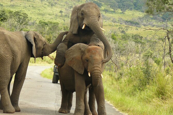 3 Days Durban Safari Tour Package - Why Hluhluwe iMfolozi works well from Durban