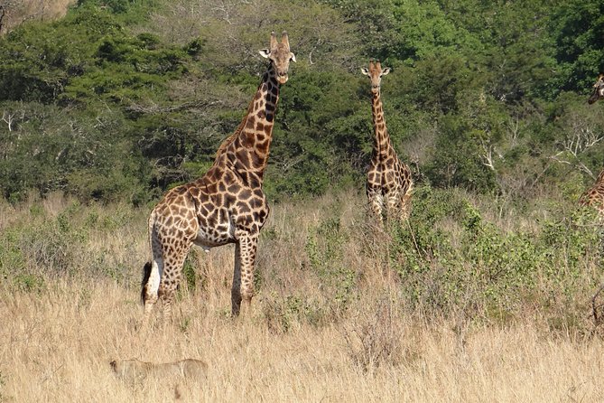 3 Days Durban Safari Tour Package - The strongest part: personal guiding