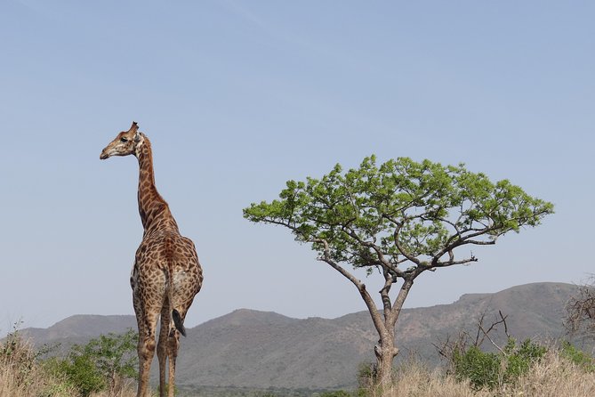 3 Days Durban Safari Tour Package - Day 1: Drive from Durban and enter the reserve