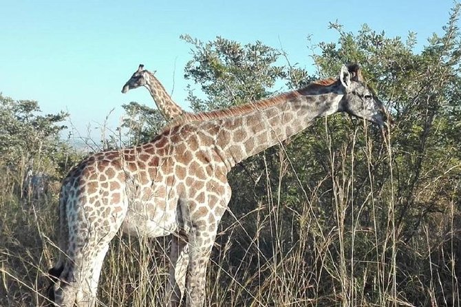 3 Days Johannesburg - Kruger Safari- Blyde River Canyon - Who will get the most from this safari