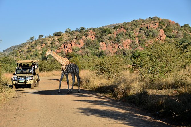 3-Hour Private Game Drive of Pilanesberg National Park - Key points to know before you book